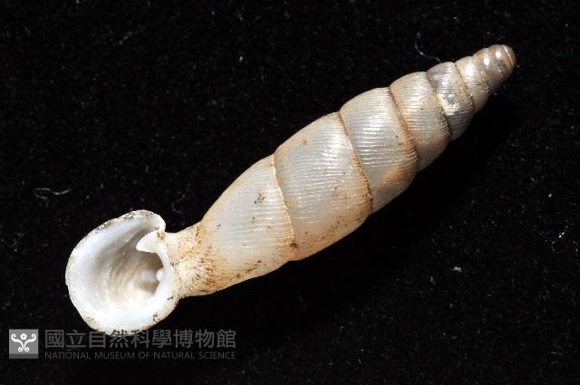 高木大傘口煙管蝸牛藏品圖，第8張