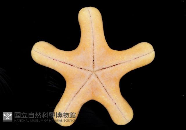 粒皮瘤海星藏品圖，第8張
