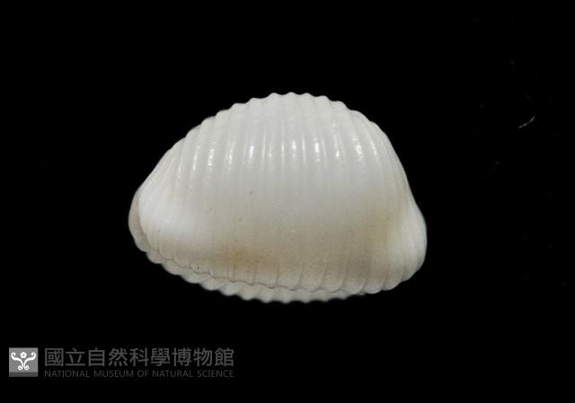 楊氏蛹螺藏品圖，第8張
