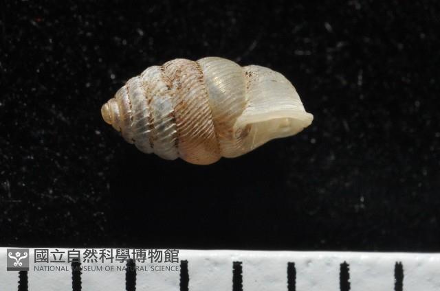 董王芝麻蝸牛藏品圖，第8張