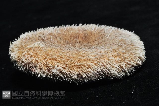 網楯海膽藏品圖，第8張