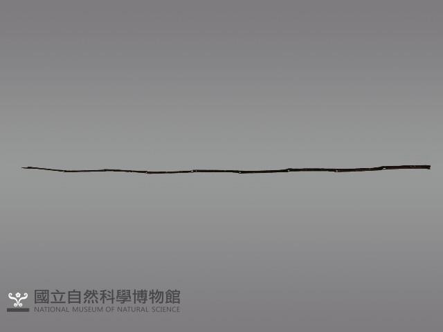 五年祭刺球架模型藏品圖，第8張