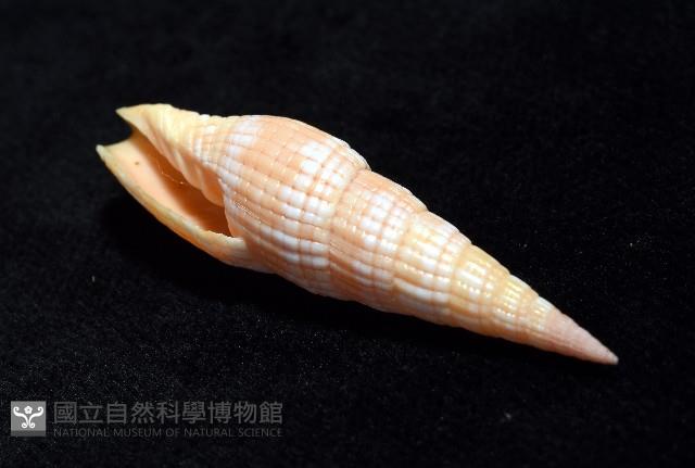 登錄號:007819-00121藏品圖，第8張