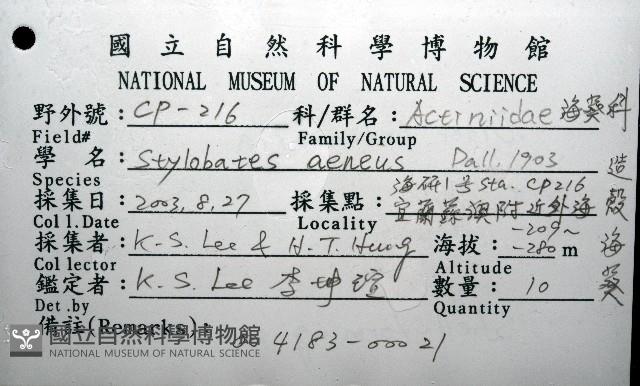 造殼海葵之一種藏品圖，第8張