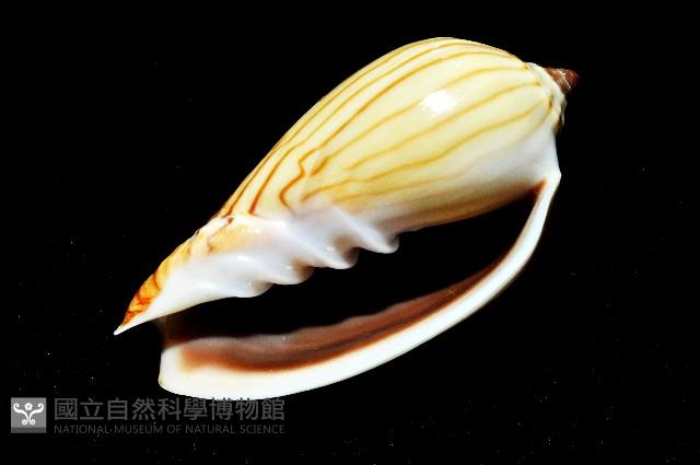 斑馬渦螺藏品圖，第8張
