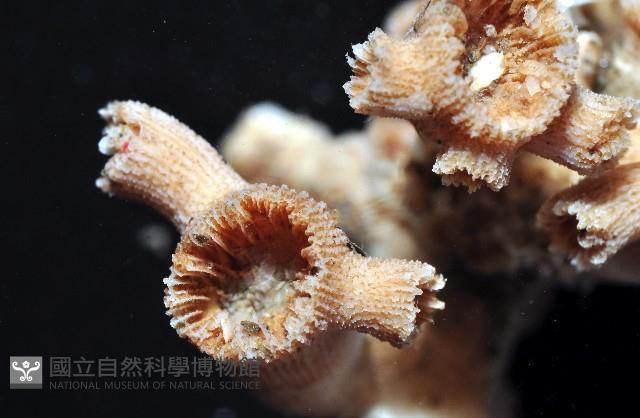 未知種樹珊瑚藏品圖，第8張