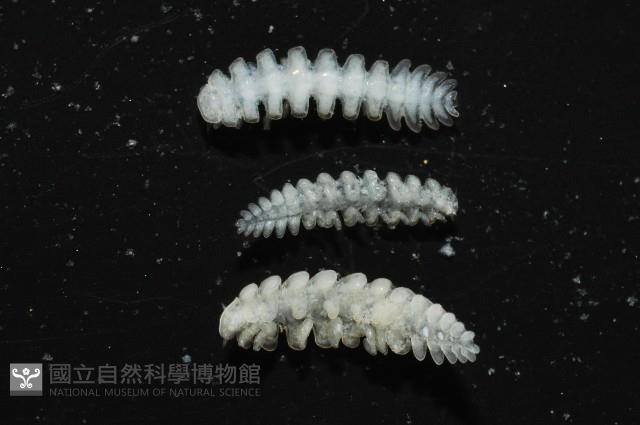 中華淺鰓虱藏品圖，第8張