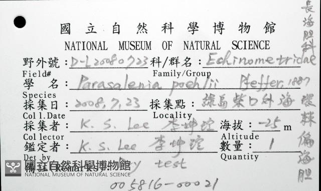 環棘偏海膽藏品圖，第8張