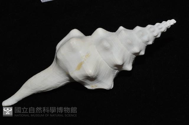 波緣長旋螺藏品圖，第8張