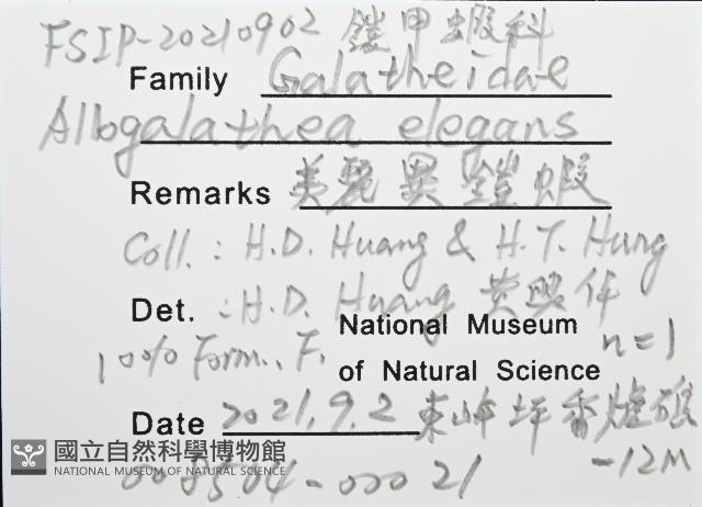 美麗異鎧蝦藏品圖，第8張