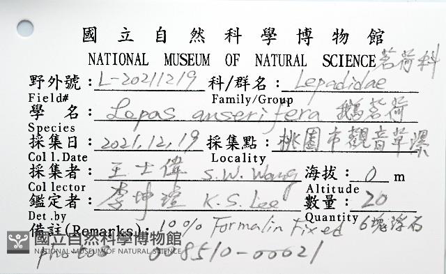 鵝茗荷藏品圖，第8張