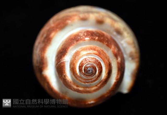 深溝鳳螺藏品圖，第8張