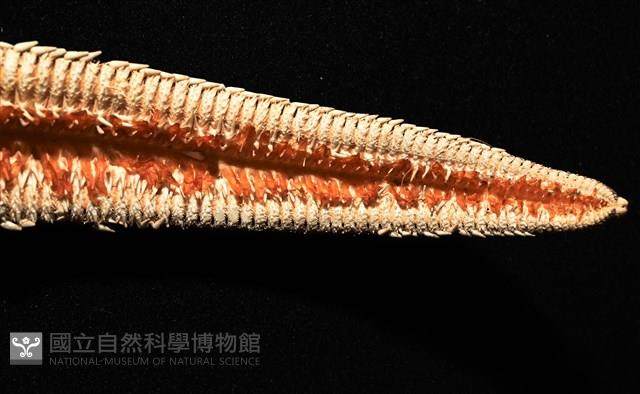砂海星藏品圖，第8張