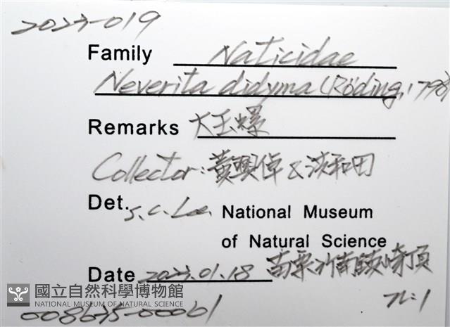 大玉螺藏品圖，第8張