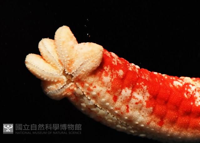 少篩蛇海星藏品圖，第8張