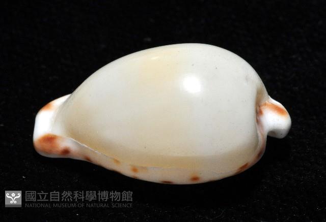 小無齒寶螺藏品圖，第8張