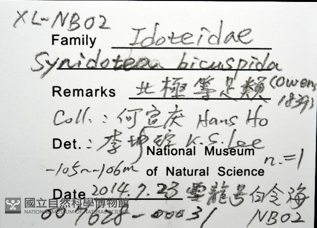 北極等足類藏品圖，第8張