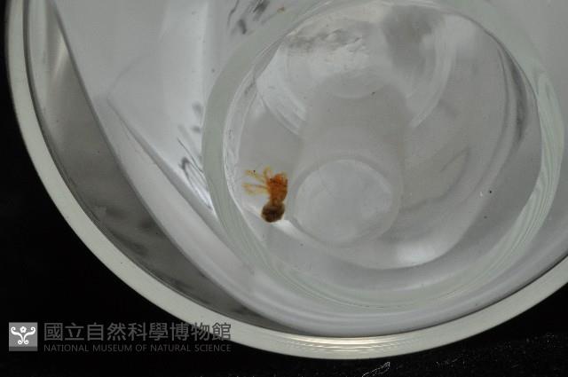 臺灣奈斯蛛藏品圖，第8張