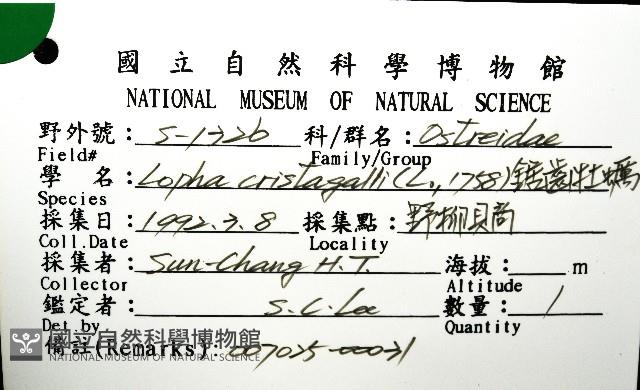 鋸齒牡蠣藏品圖，第8張