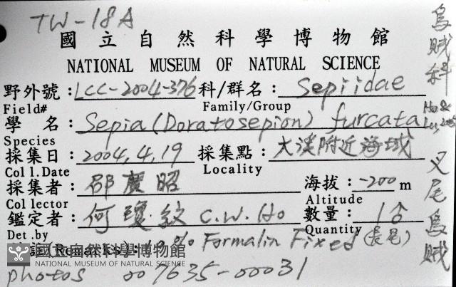 叉尾烏賊藏品圖，第8張