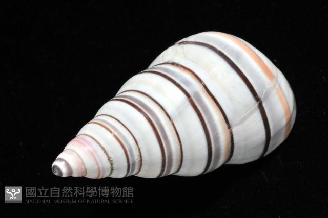 彩虹蝸牛藏品圖，第8張