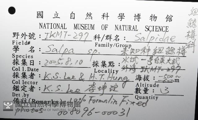 未知種紐鰓樽藏品圖，第8張