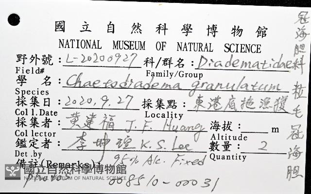 粒毛冠海膽藏品圖，第8張