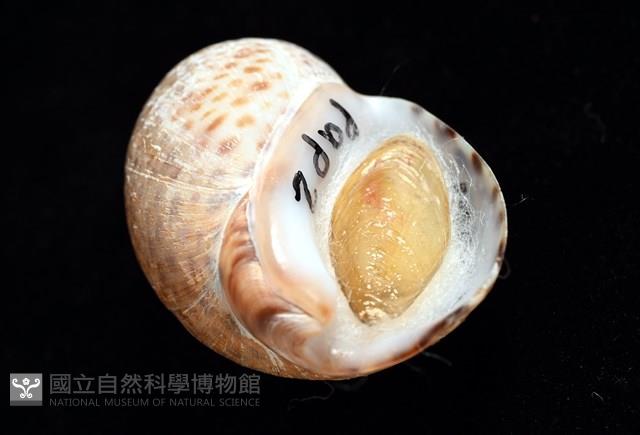 南非鳳螺藏品圖，第8張