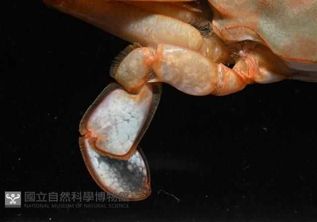 看守長眼蟹藏品圖，第8張