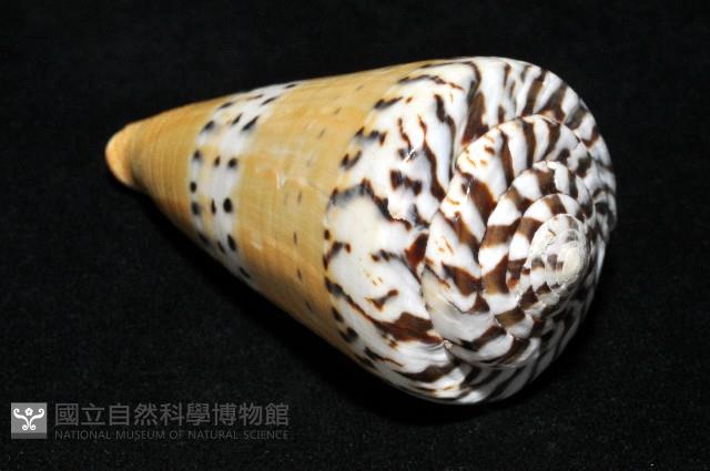 鼬鼠芋螺藏品圖，第8張