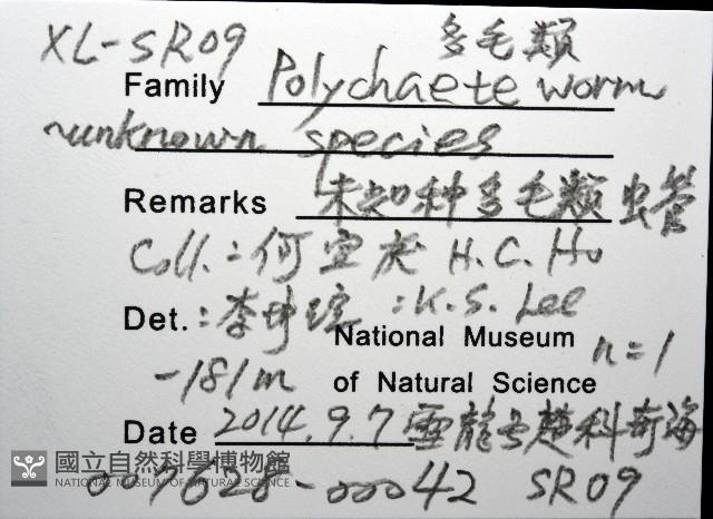 未知種多毛類藏品圖，第8張