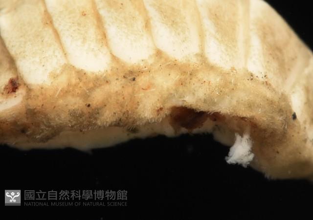 未知種深海石鱉藏品圖，第8張