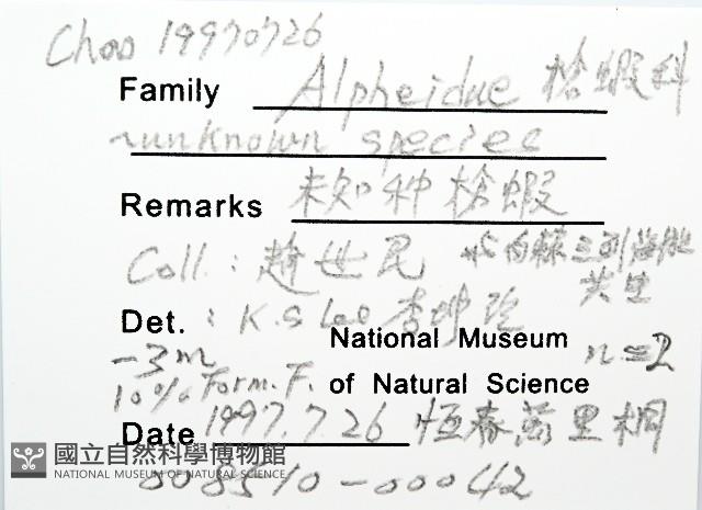 未知種槍蝦藏品圖，第8張