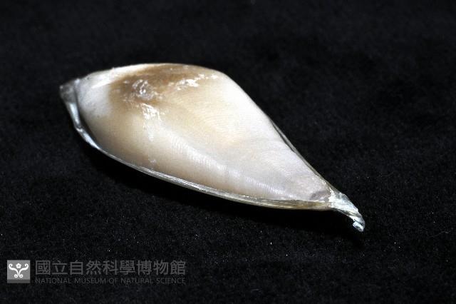 花烏賊(圖氏後烏賊)藏品圖，第8張