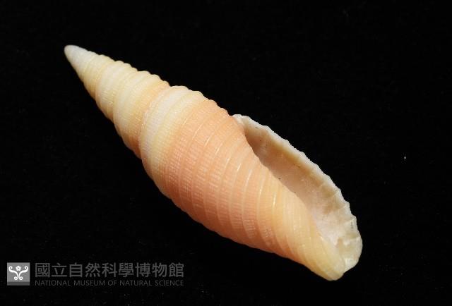 環肋筆螺藏品圖，第8張