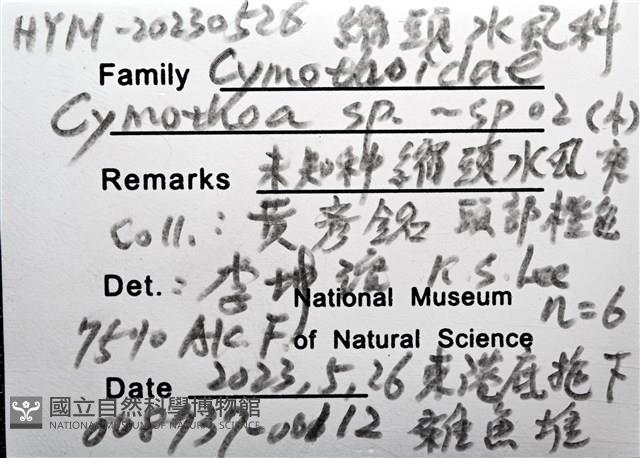 未知種縮頭水虱藏品圖，第8張