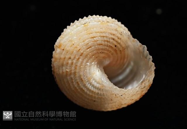 千島國鐘螺藏品圖，第8張