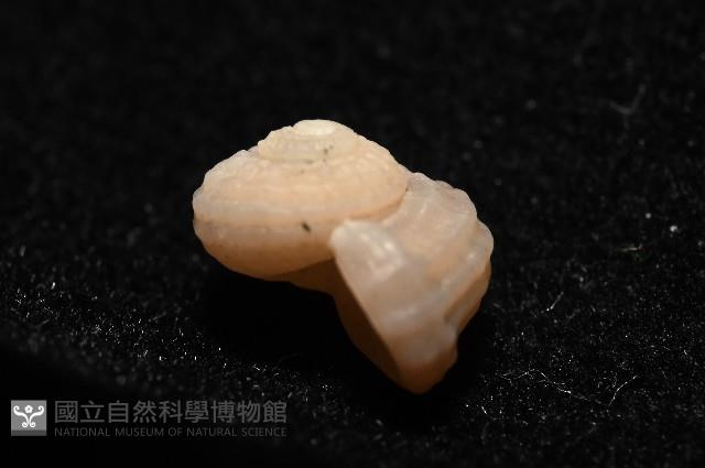 東海花冠螺藏品圖，第8張