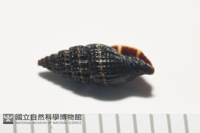 晨光蛹筆螺藏品圖，第8張
