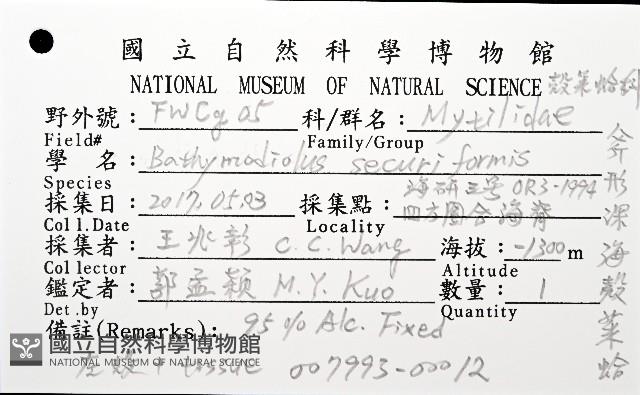 斧形深海殼菜蛤藏品圖，第8張