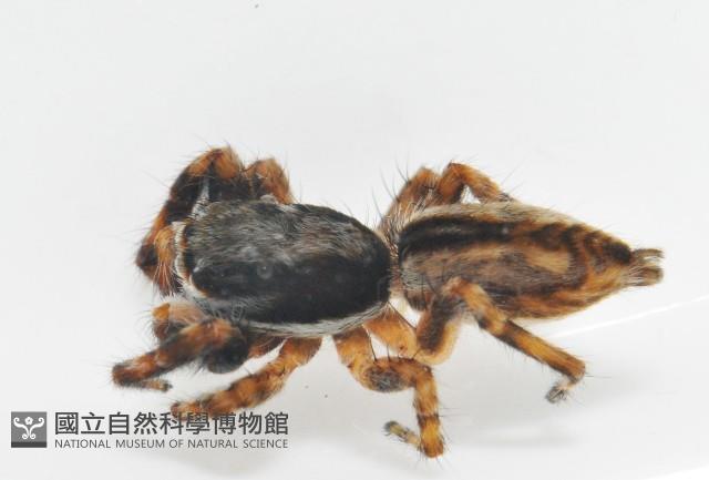 雙帶扁蠅虎藏品圖，第8張