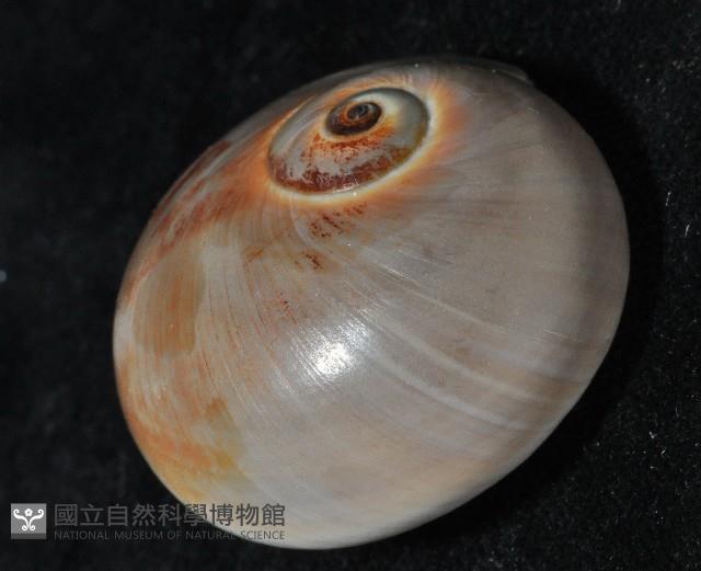 大玉螺藏品圖，第8張
