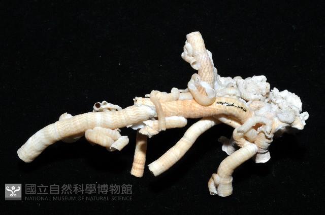 散子蛇螺藏品圖，第8張