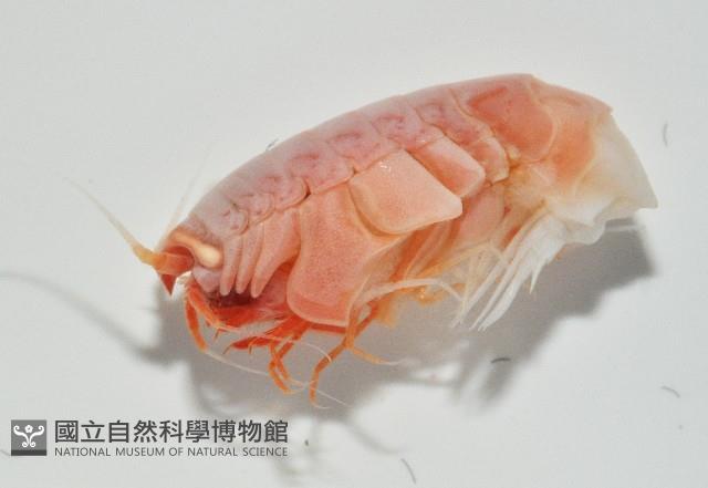 未知種深海側甲鉤蝦藏品圖，第8張