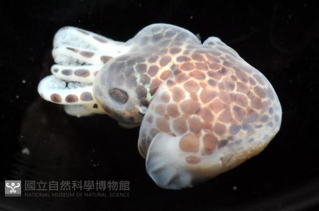 柏氏四盤耳烏賊藏品圖，第8張