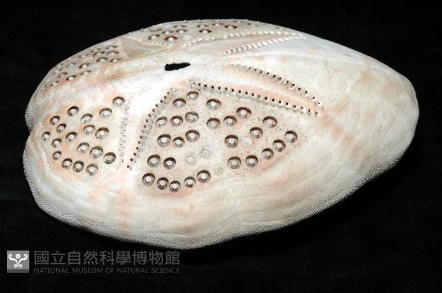 秀麗布萊海膽藏品圖，第8張