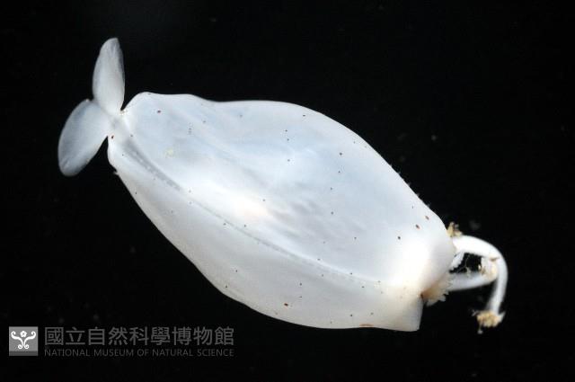 瓦爾迪瓦紡錘魷藏品圖，第8張