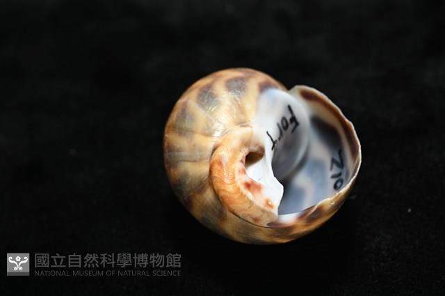 臺灣鳳螺藏品圖，第8張