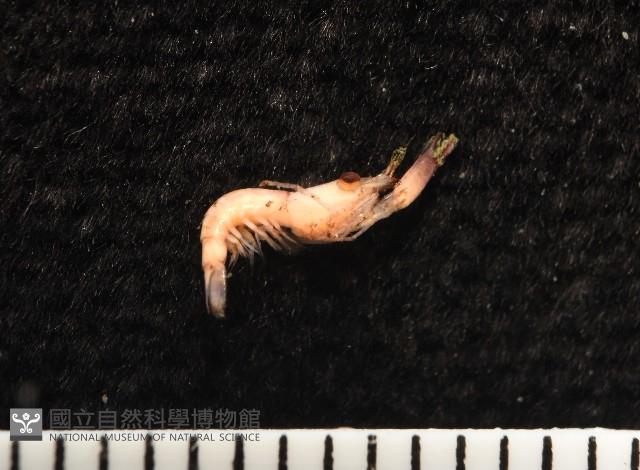 未知種海羊齒共生蝦藏品圖，第8張