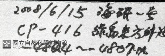 深海粗蛇尾藏品圖，第8張